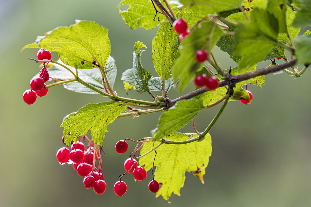 Leaves and berries a photo on Flickriver