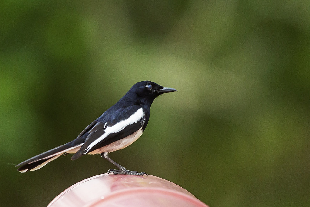 Oriental MagpieRobin (Copsychus saularis); Burung Murai K