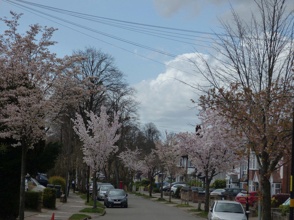Blossom trees Petersfield Road, Hall Green Heading down … Flickr