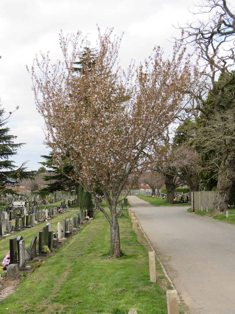 Prunus 'Pandora' Canley Crematorium, Coventry 31.3.2020a… Flickr