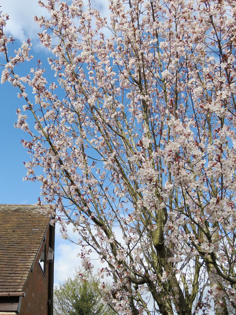 Prunus 'Hillieri Spire' Crewe Lane, Kenilworth 29.3.2020… Flickr
