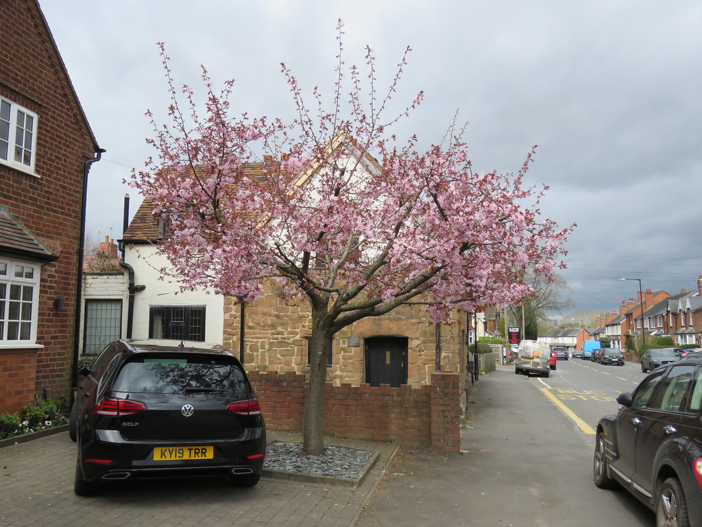 Prunus sargentii Clinton Lane, Kenilworth 2.4.2020a Flickr
