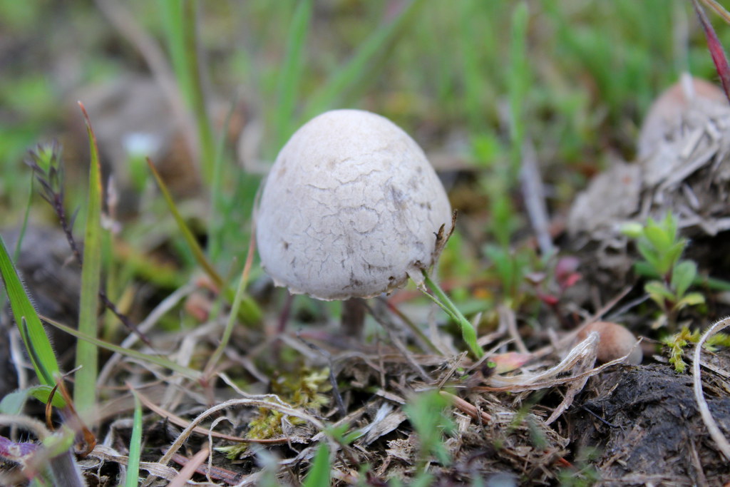Mushrooms in horse poop were a thing North Bank Habitat Ma… Flickr