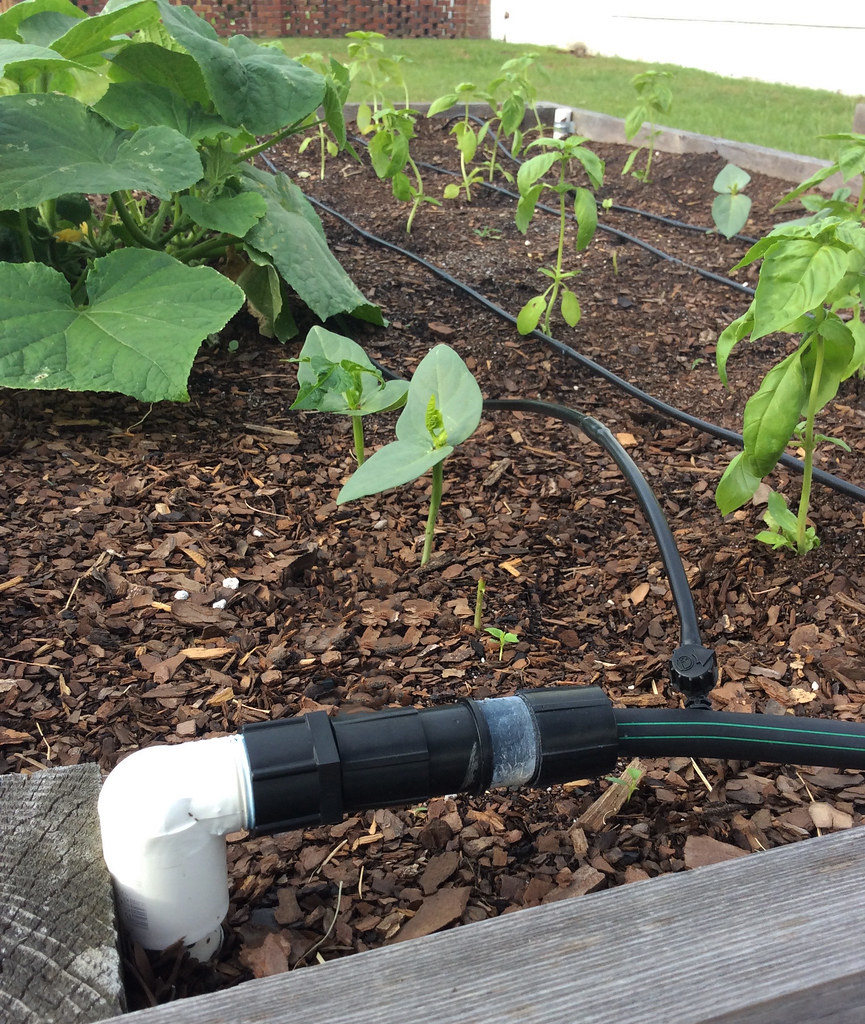 Drip irrigation in a raised bed garden ACES Bruce Dupree… Alabama