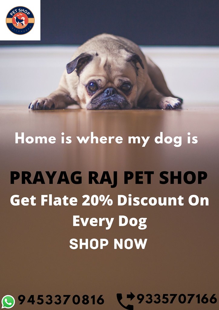 Pet Store & Dog Shop in Naini Allahabad pet shop for dog shivam