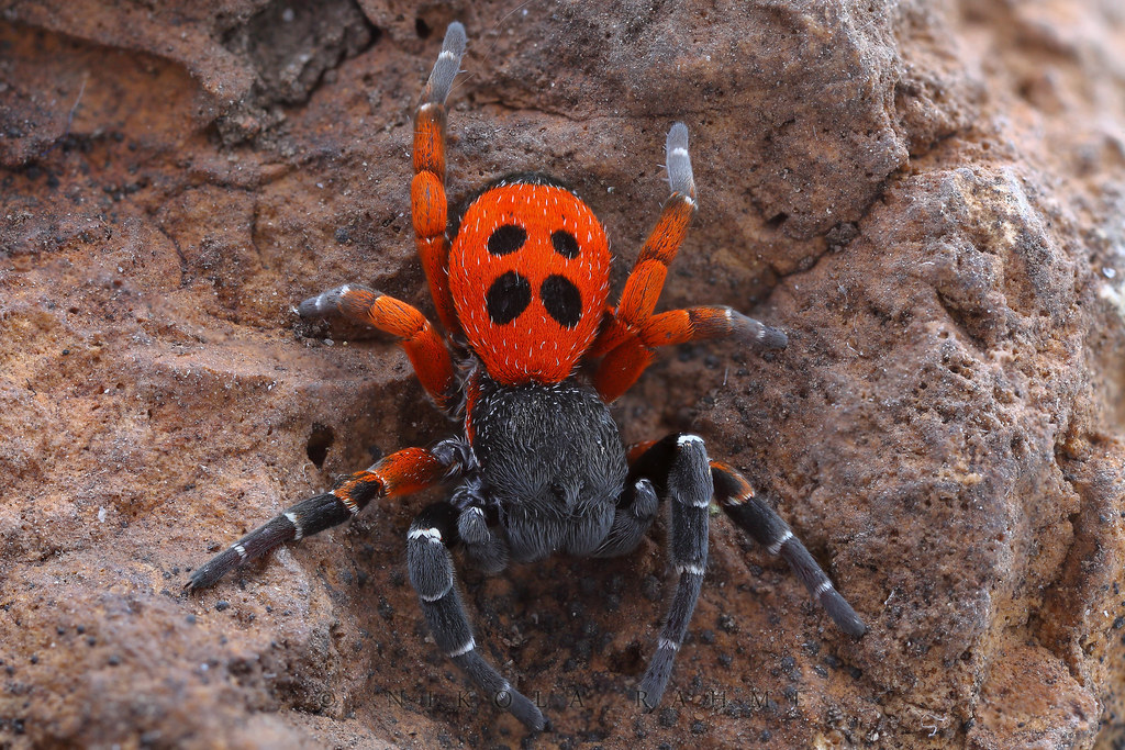Early Spring Velvet Spider Eresus hermani (Araneae, Eresid… Flickr