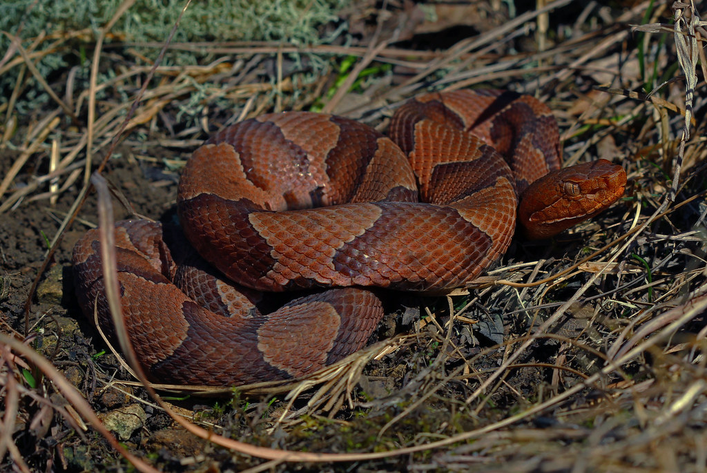 Northern Copperhead (Agkistrodon contortrix) March 29th, 2… Flickr