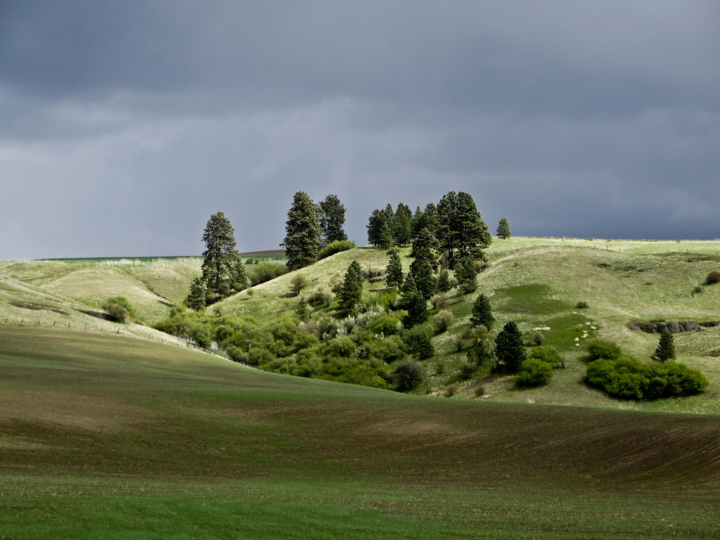 Palouse23 G Tollefson Flickr