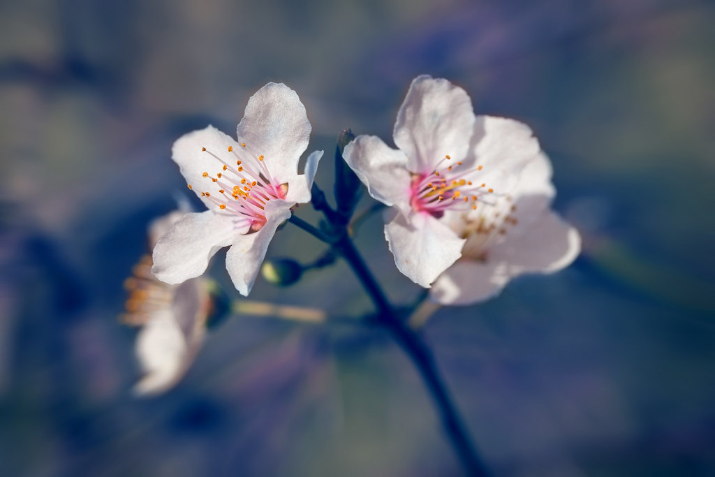 Delicate blossom Aaron Stanley Flickr
