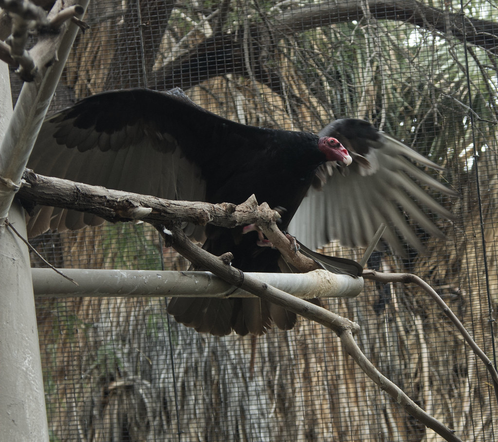 Turkey Vulture Living Desert Zoo and Botanical Gardens Paul Flickr