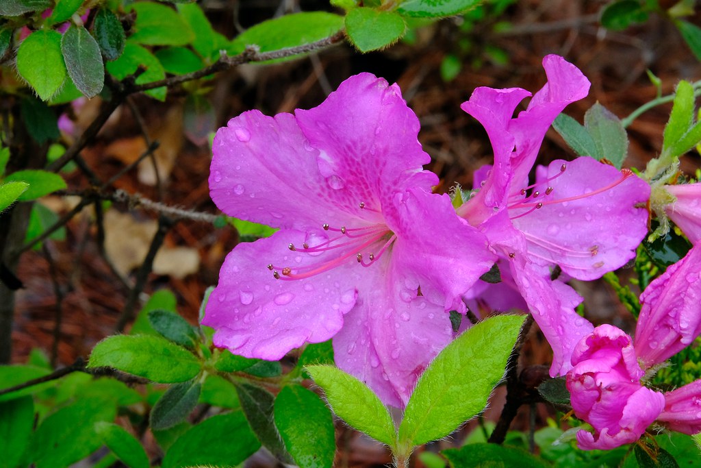 Pink Azalea Gene Ellison Flickr