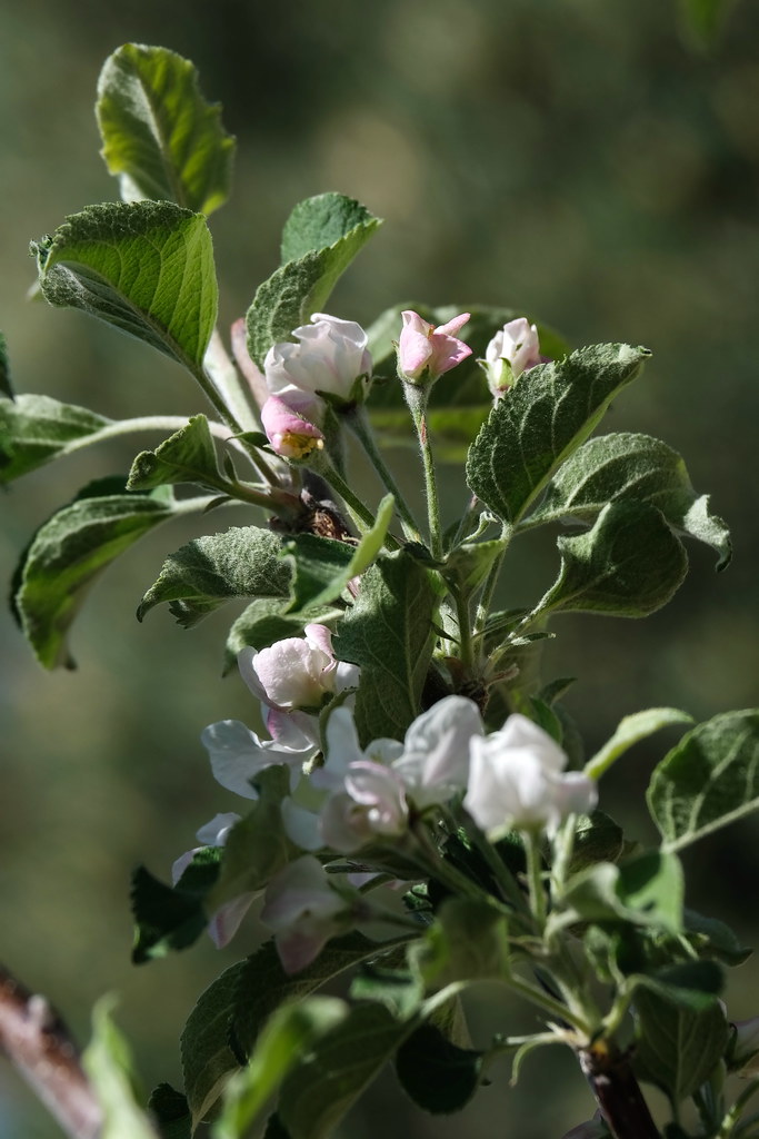 Fuji Apple Blossoms Michael Farrell Flickr