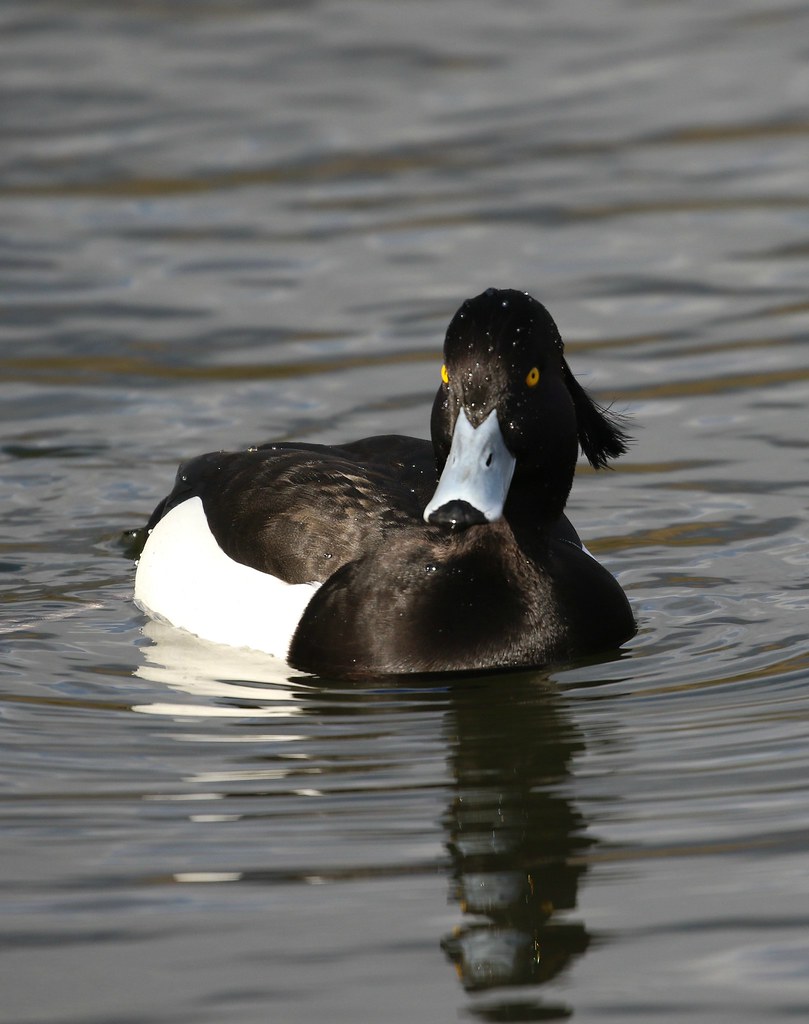 Tufted duck A male tufted duck in Hyde Park, London, Engla… Jenny