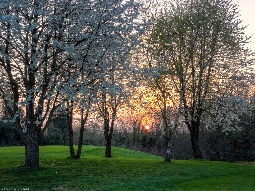Cherry blossom at sunset Reading golf course, Emmer Green,… Flickr