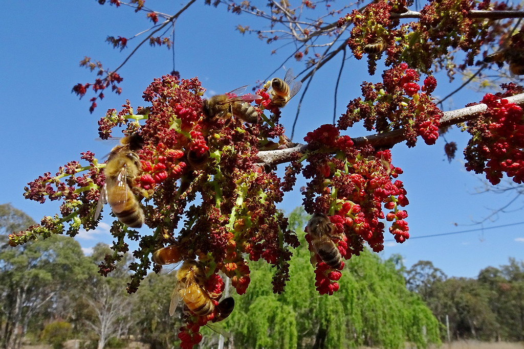 Chinese Pistachio tree flowering and attracts lots of bees… Flickr