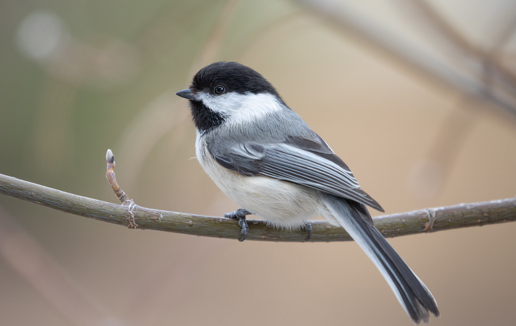Blackcapped Chickadee Bird Laura Erickson's For the Birds