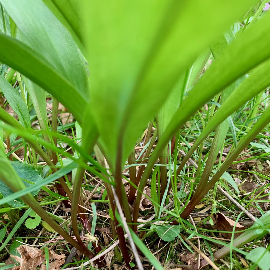 first ramps How often do we find what we sought while we'r… Flickr