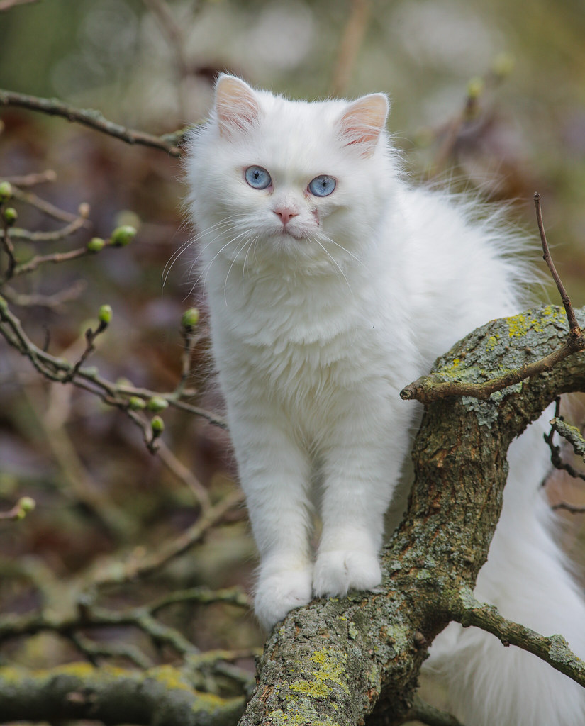 Russian White Cats a photo on Flickriver