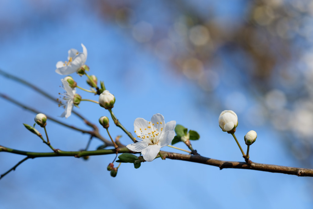 Frühlingserwachen abbilder Flickr