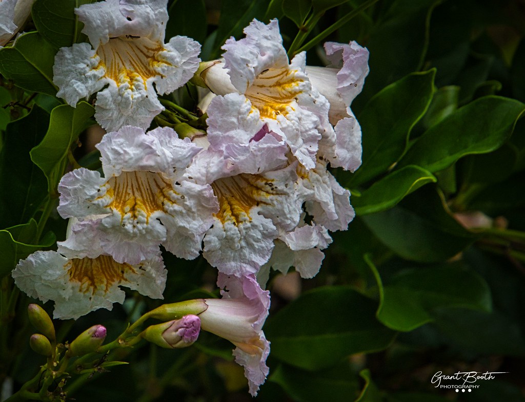 IMG_3035 White Flower Ormiston L4 Flowers from my camera, … Flickr