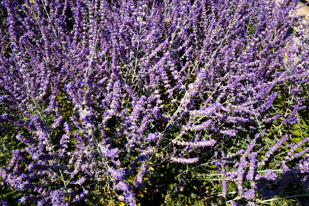 Texture of Russian lavender a photo on Flickriver