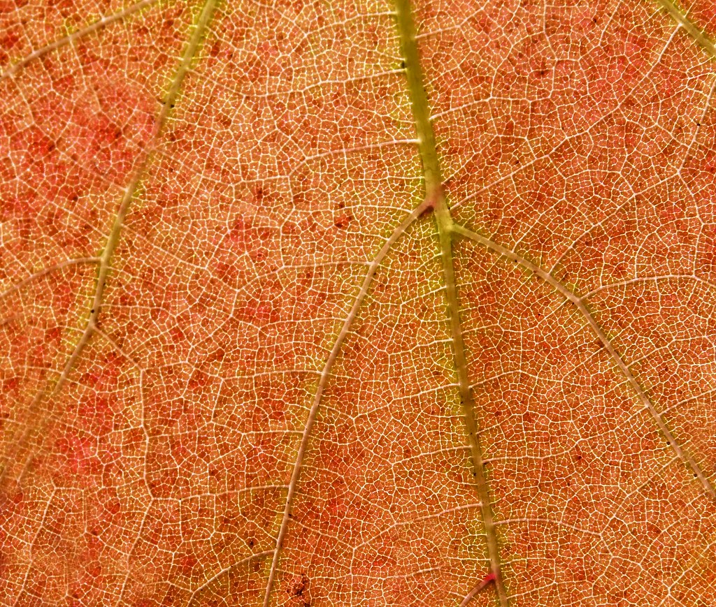 Grape Leaf Grape Leaf (detail) photographed into the after… Flickr