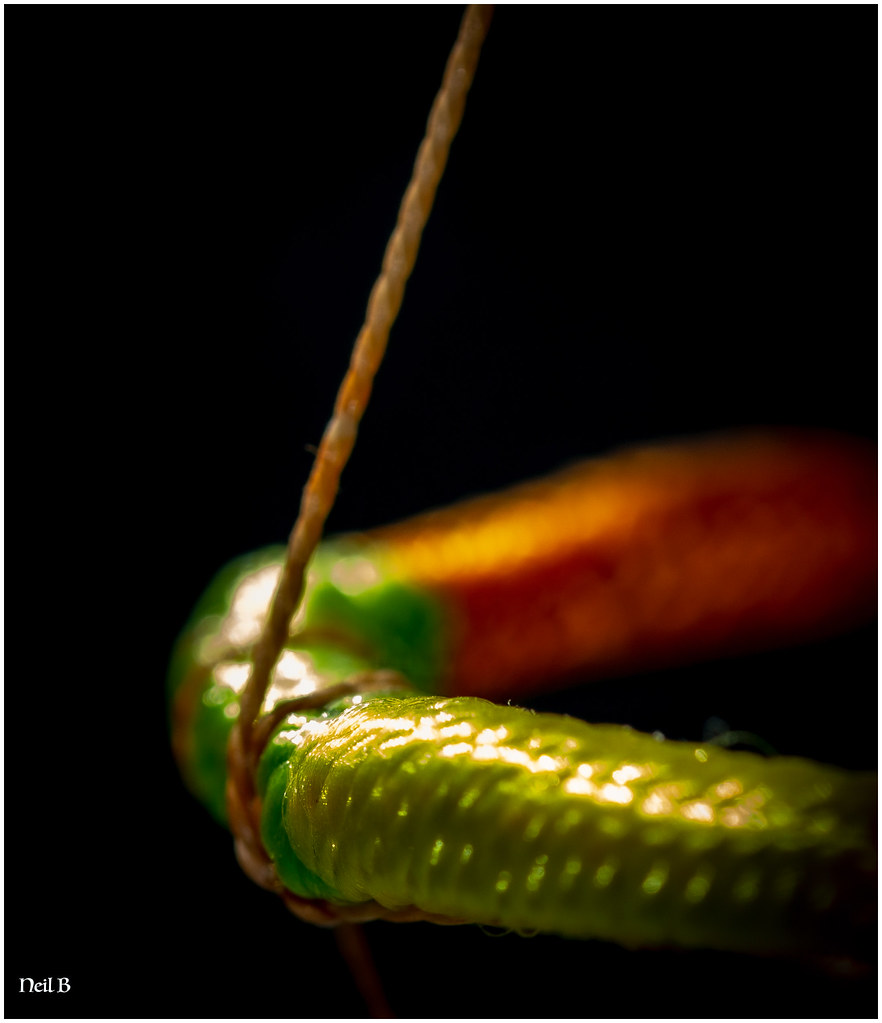 String Theory Neil Buckland Flickr