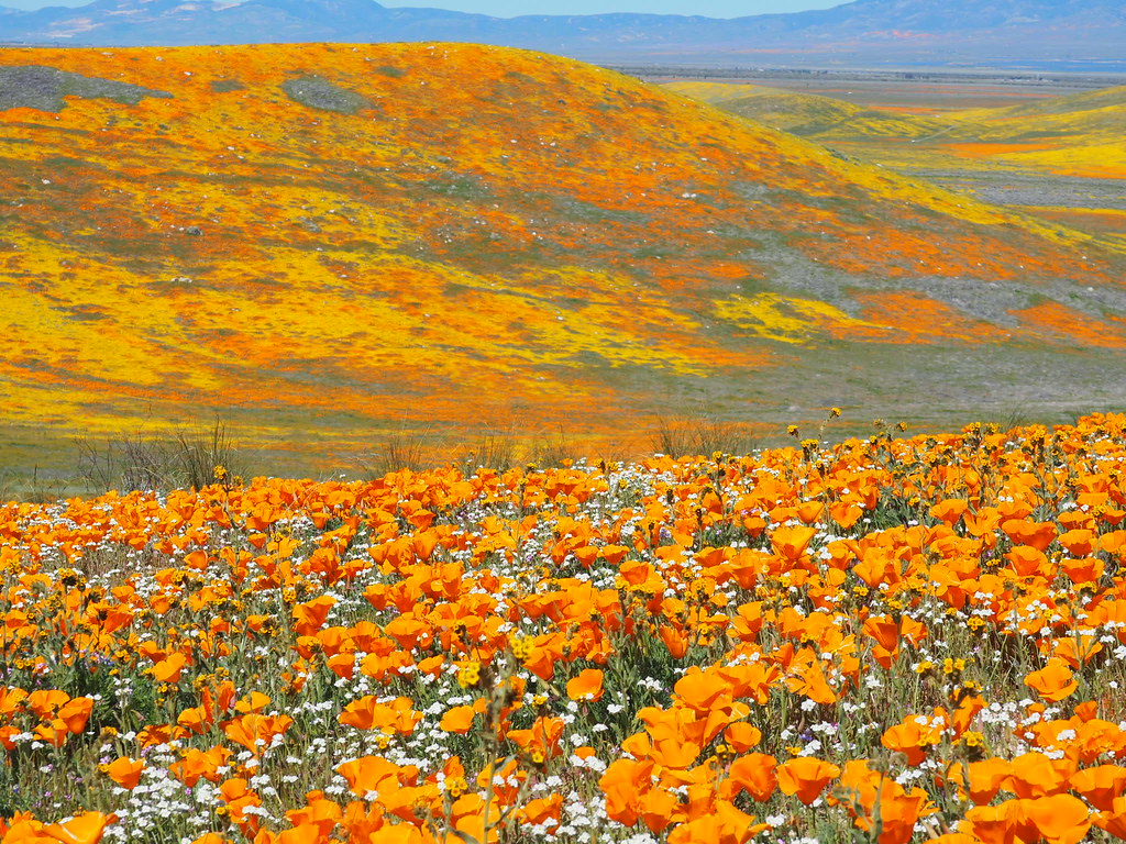 California Wildflowers Flickr