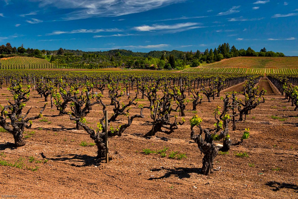 Vineyard on Dry Creek Road, West of Healdsburg, California… Flickr