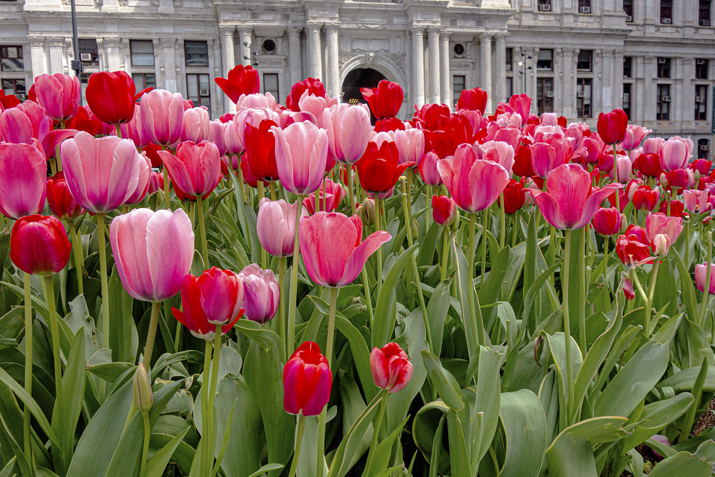 City Flowers Tulips at Dilworth Park in front of City Ha… Flickr