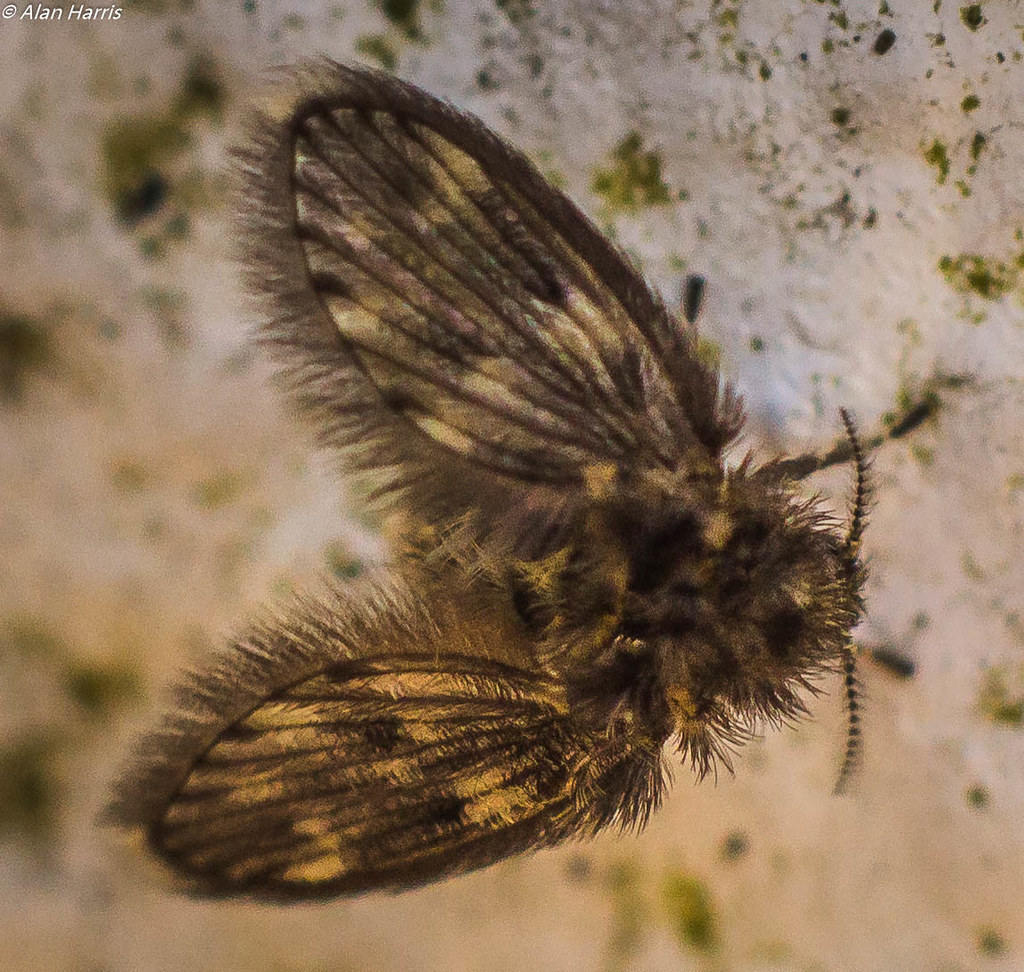 Drain fly Psychodisae Drain fly / sewer fly Flickr