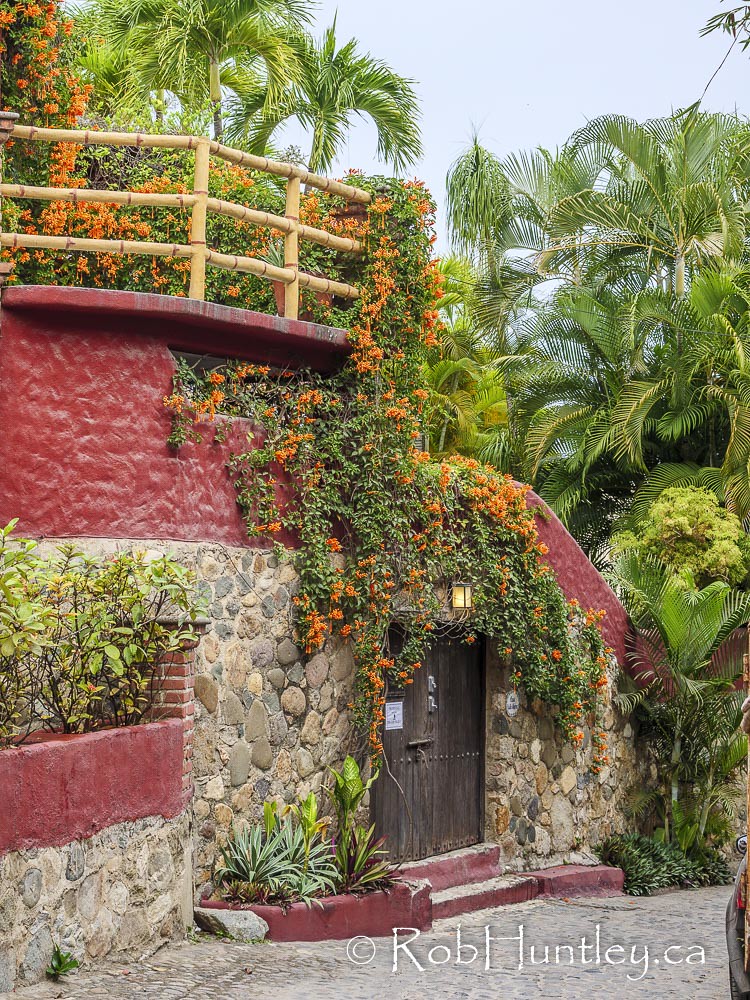 Beautiful climbing plants. On a side street in Sayulita, M… Flickr