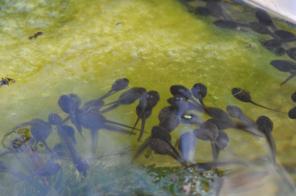 Common Frog tadpoles Feeding on algae. In an aquarium in o… Flickr