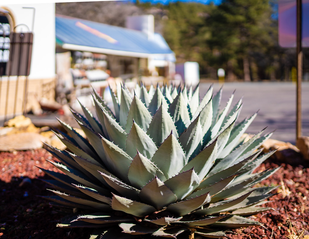Agave Plant Ruidoso, NM Jonathan Cutrer Flickr