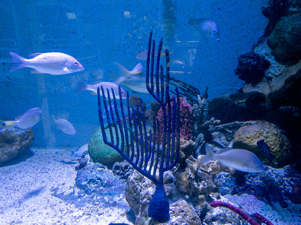 Key West Aquarium The Key West Aquarium is the only public… Flickr