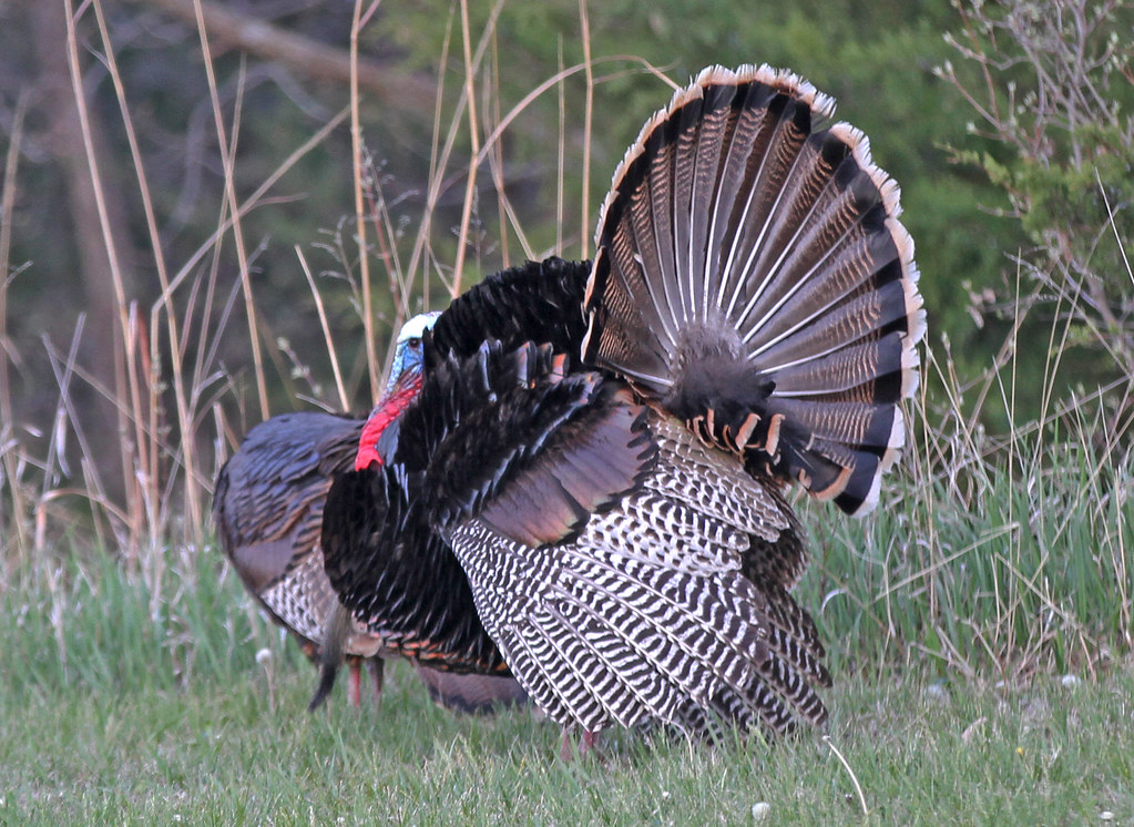 Kansas Turkey a photo on Flickriver