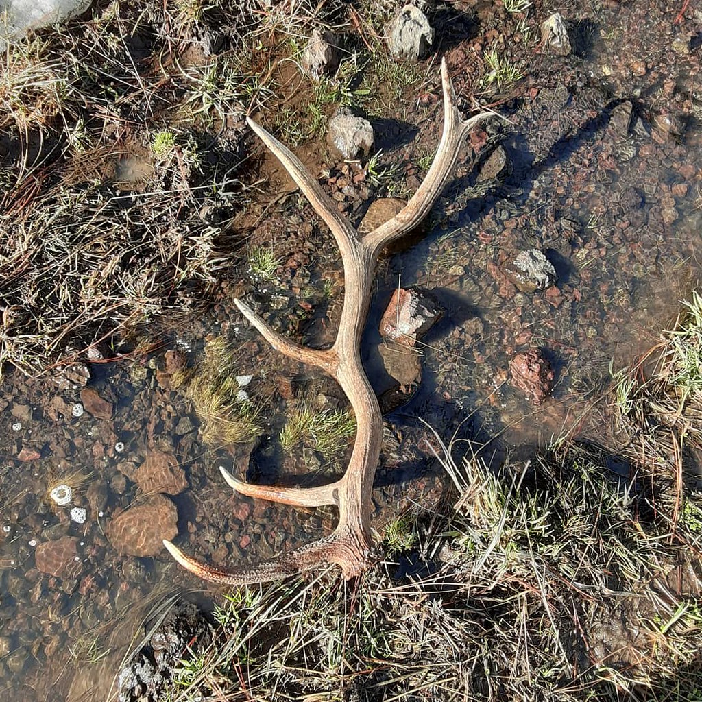 Elk Antler Photo by Hans Hayden Pacific Northwest Research Station