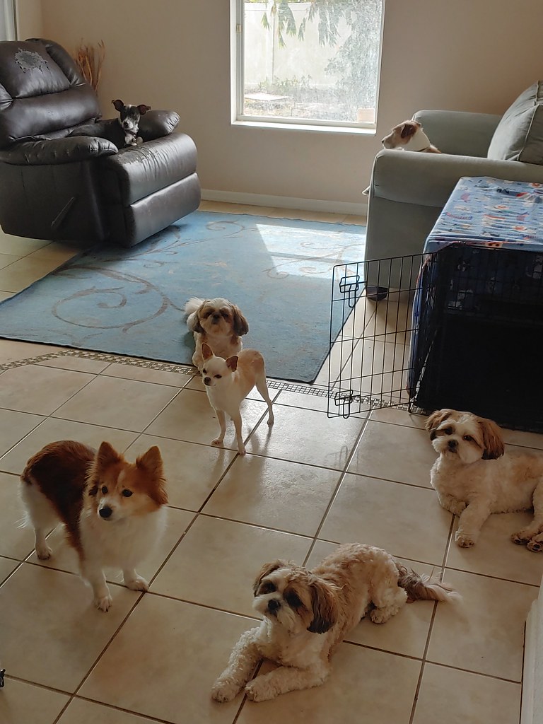 20200215_112505_HDR Gulf Coast Pet Resort Flickr