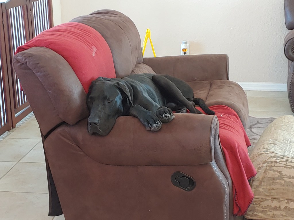 20200228_143352 Gulf Coast Pet Resort Flickr