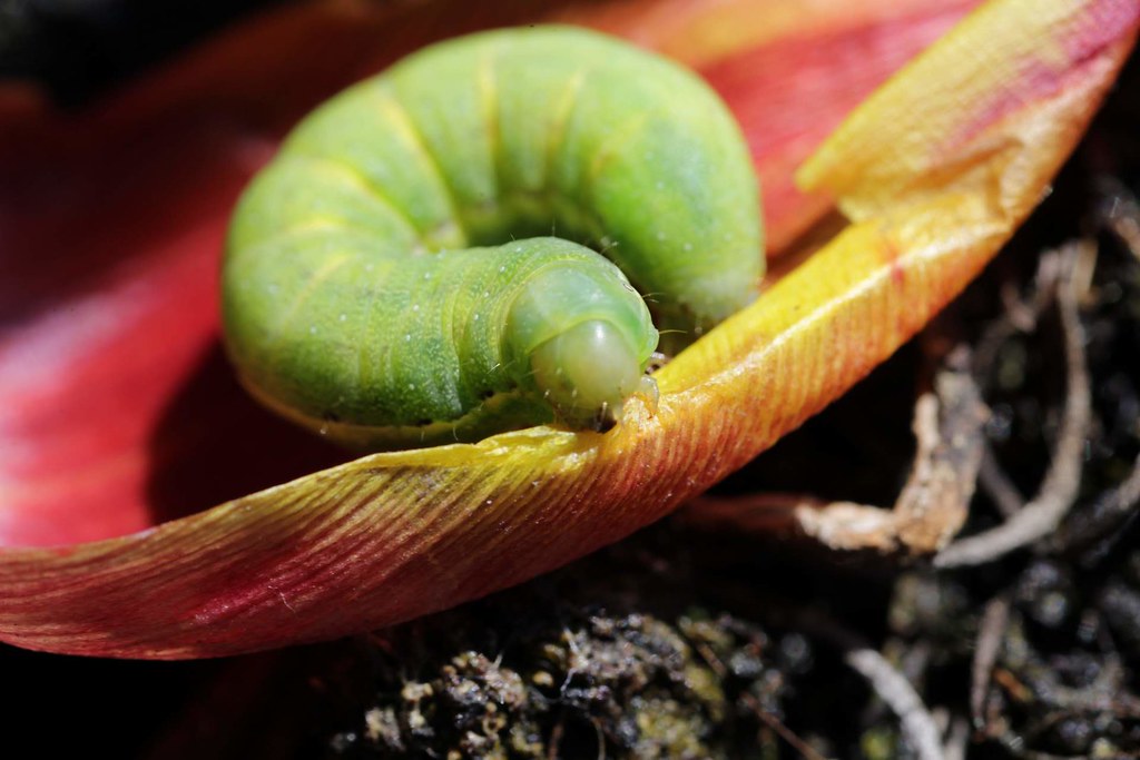 caterpillar&rose caterpillar, rose M P Flickr