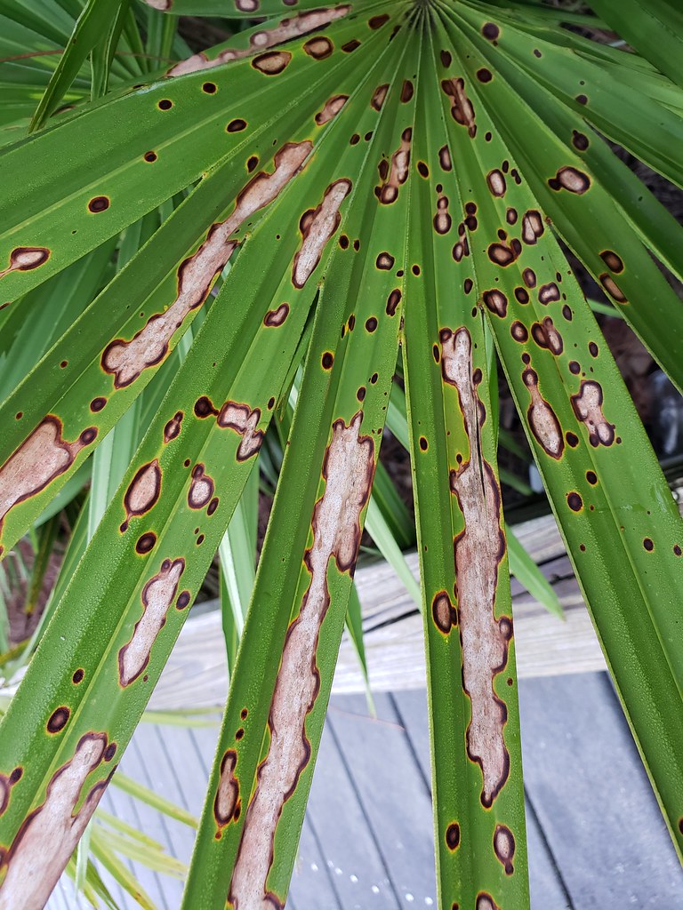 Palm Leaf spot Pathogen Fungal, poss. Bipolaris sp. Scot Nelson