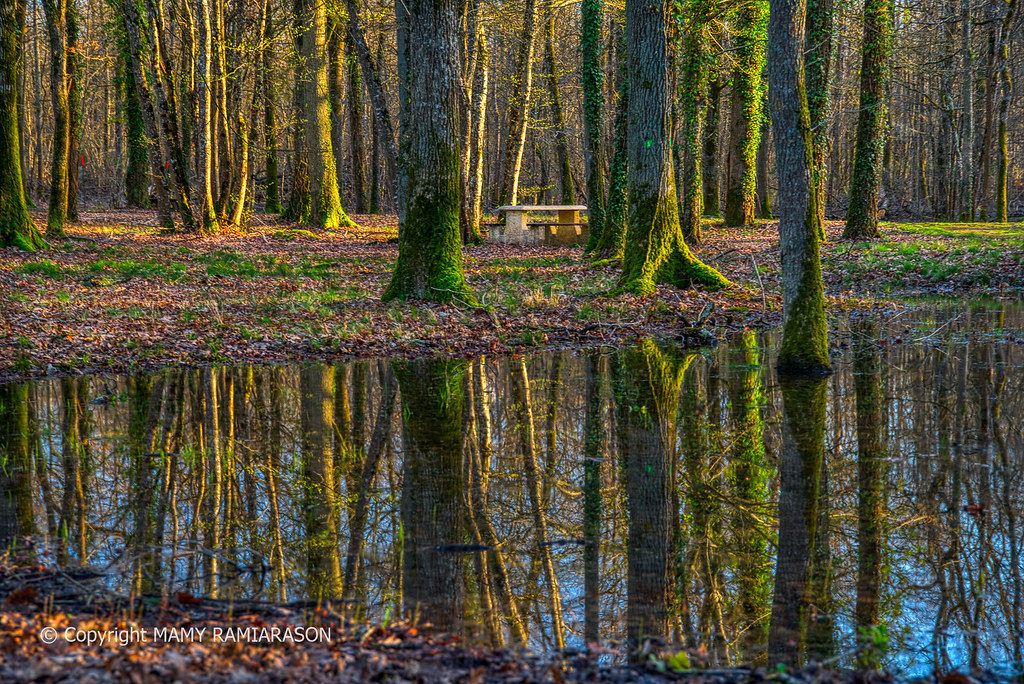 Reflet dans une flaque d'eau dans le bois France Flickr