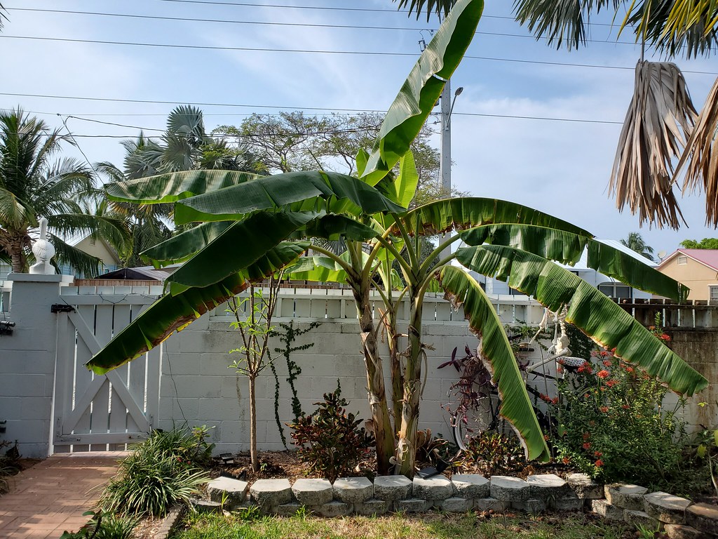 Front yard with the banana tree cut down. Those are its ch… Flickr
