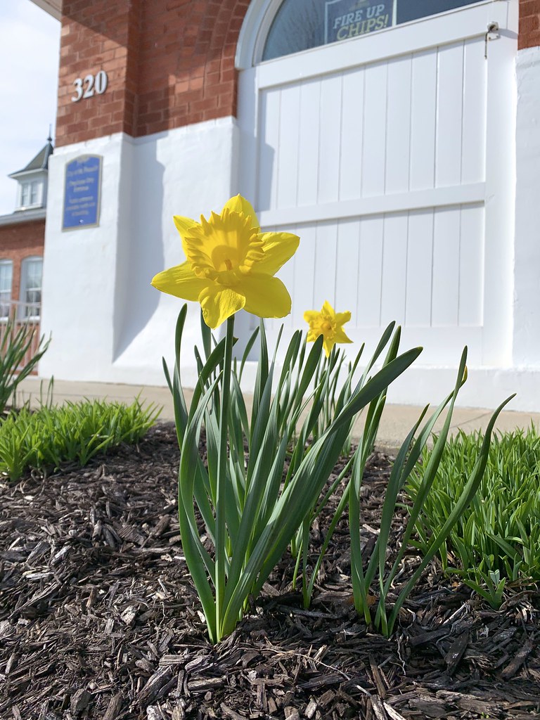 Star And Understudy Daffodils outside Mount Pleasant's cit… Flickr