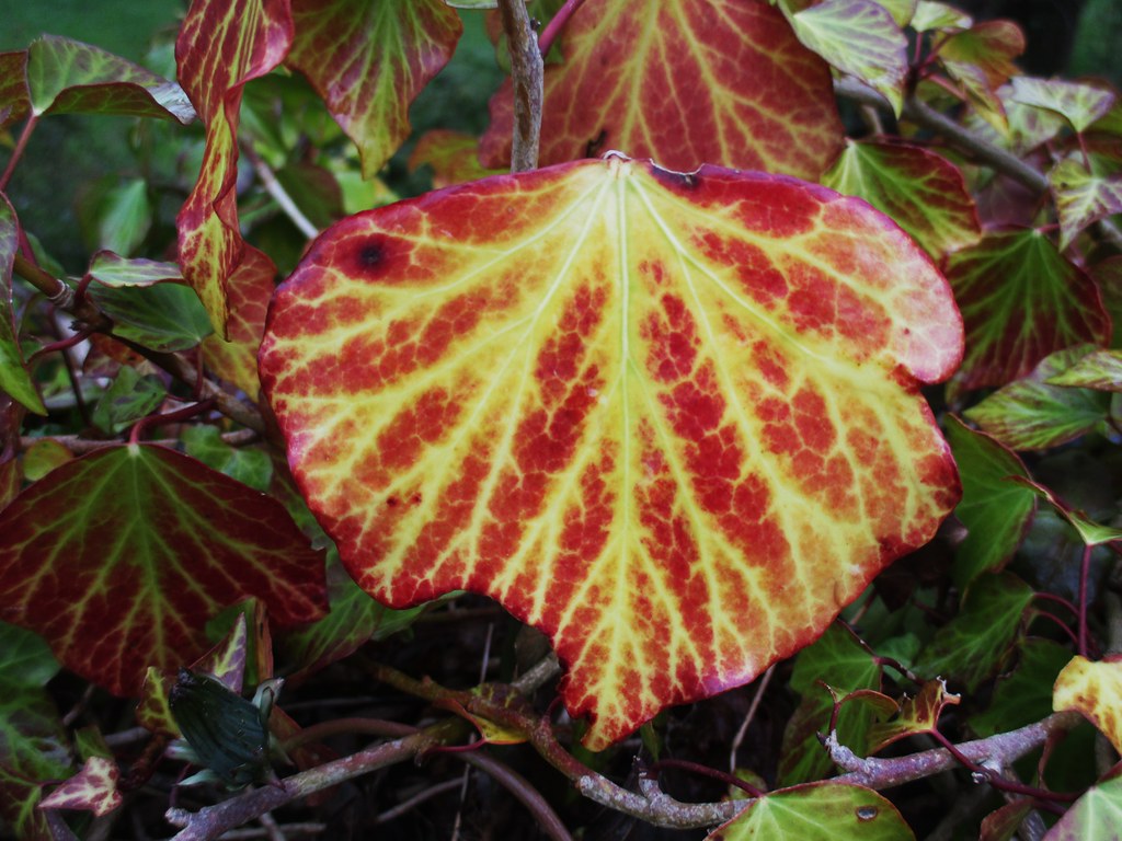 Dying Ivy Leaf Interesting colours. Tim Jenkinson Flickr