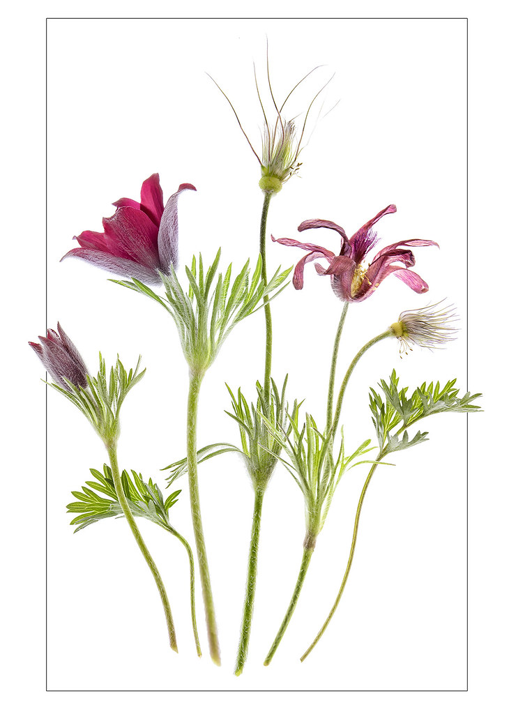 Pasque flowers life cycle. j_finlayson Flickr