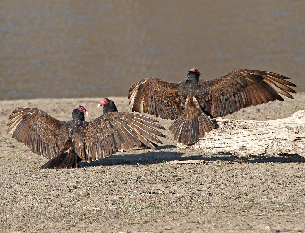 Turkey Vulture At Milford Lake, KS. www.acornsresortkansas… Acorns