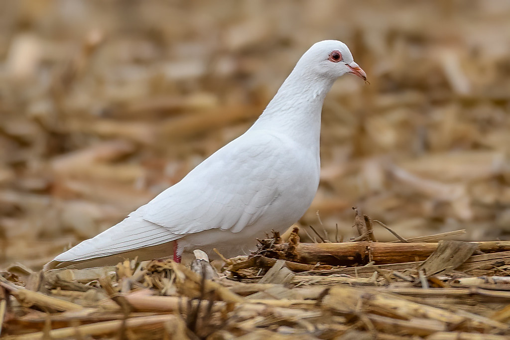 Albino Pigeon (lifer 14 2020) This one is going into the … Flickr