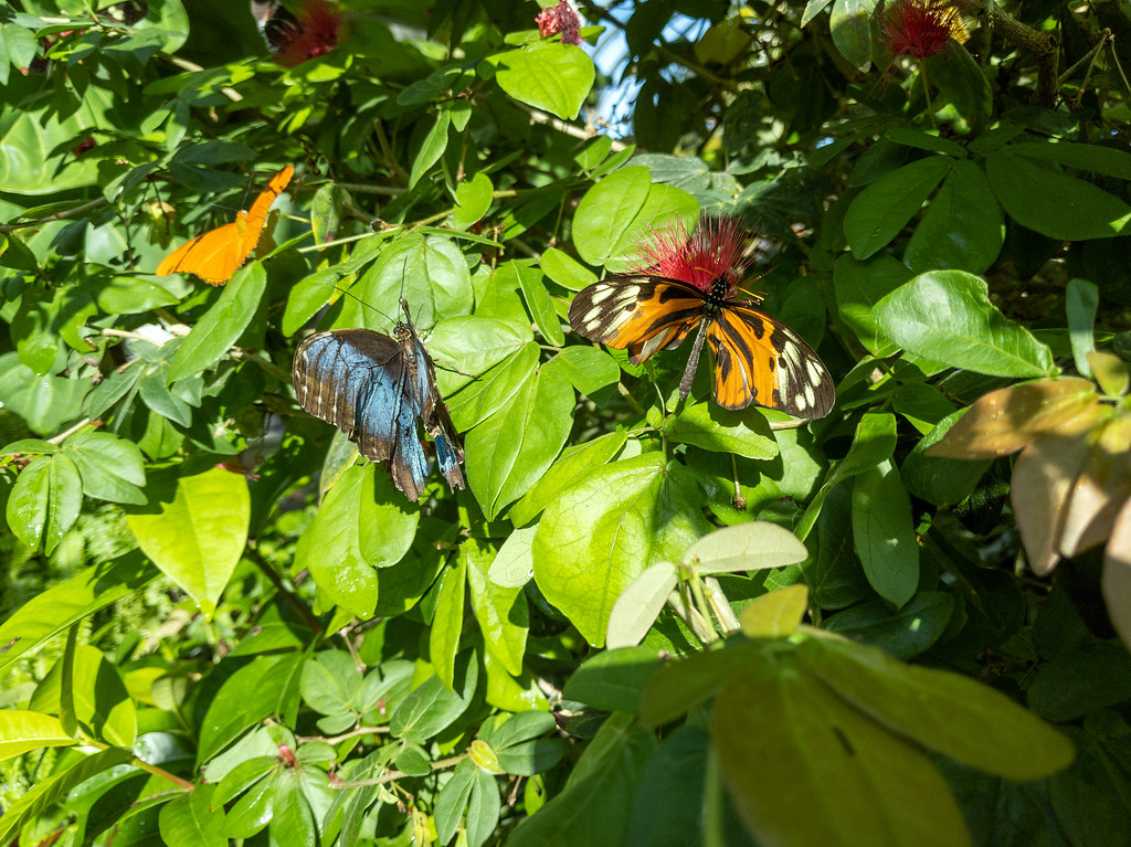 Key West Butterfly and Nature Conservatory The Key West Bu… Flickr