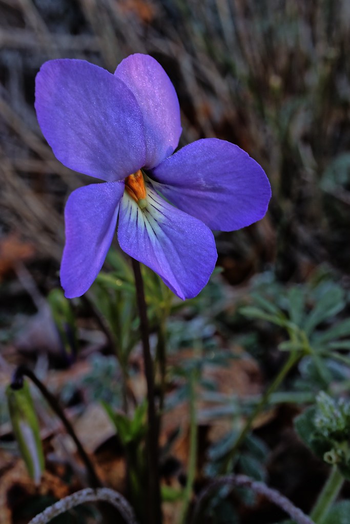 Crowfoot violet (Viola pedatifida) John Brandauer Flickr